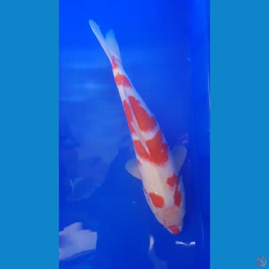 kohaku 36cm/fm