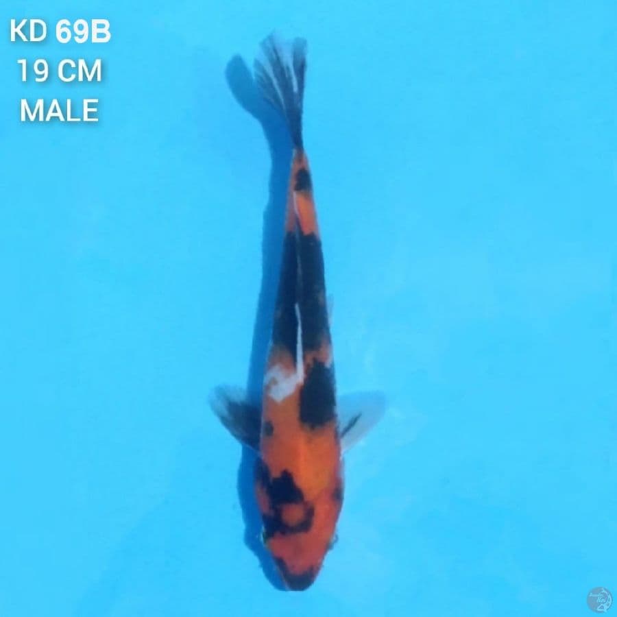 Showa 19cm Male