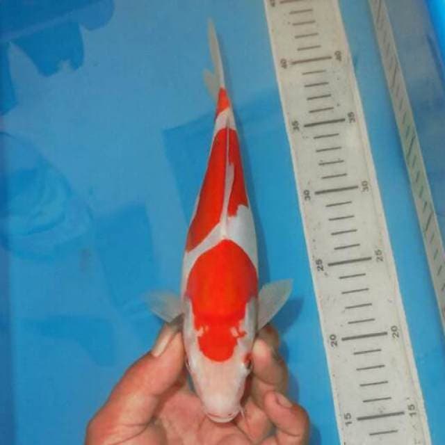 DOIT KOHAKU