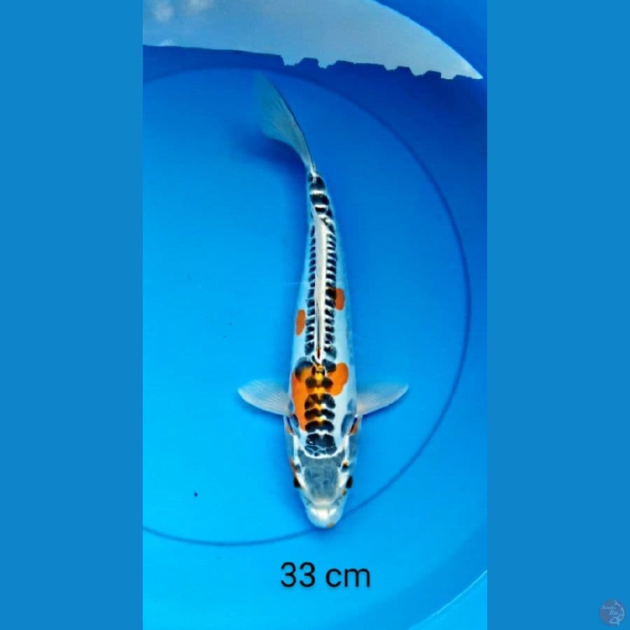 kikokuryu 33 cm