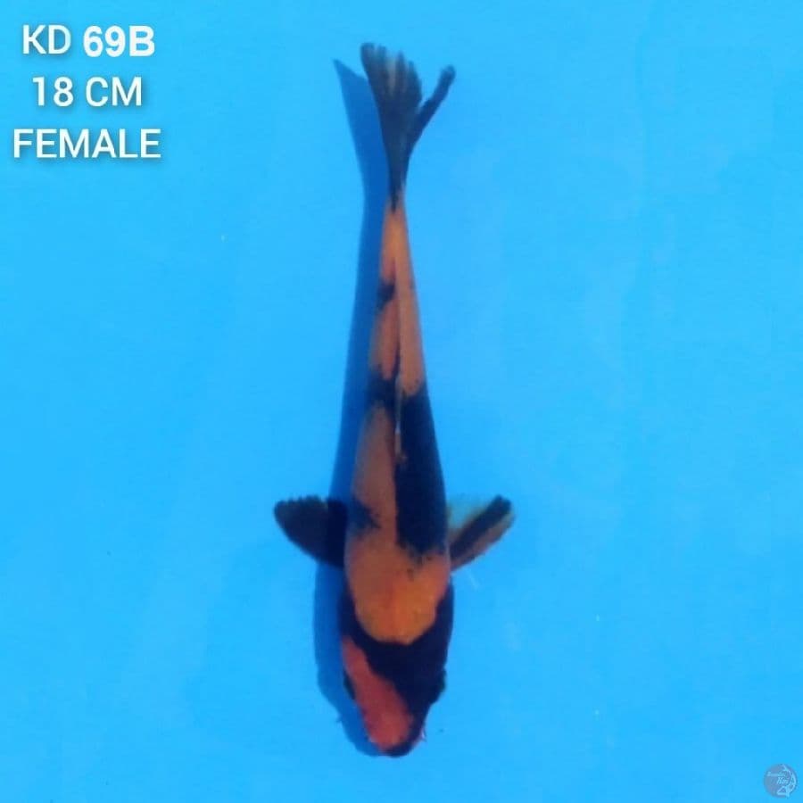 Hi Showa 18 cm Female