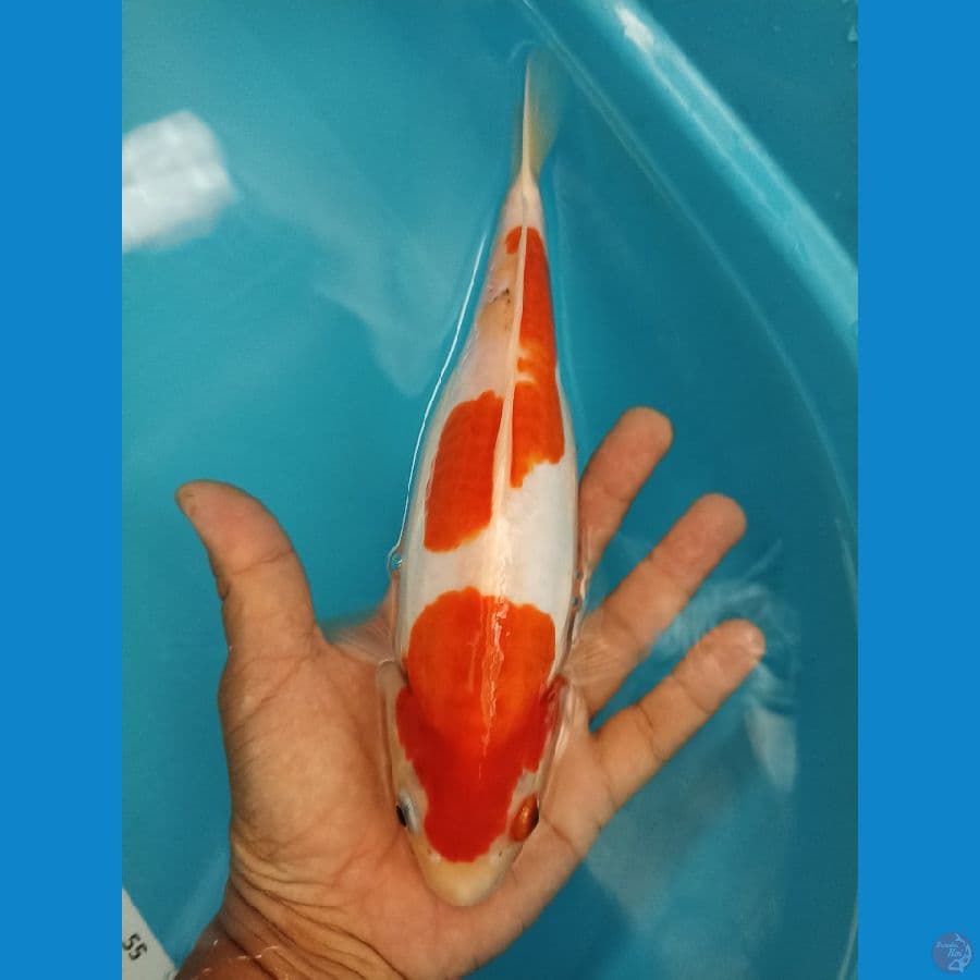 kohaku 26cm