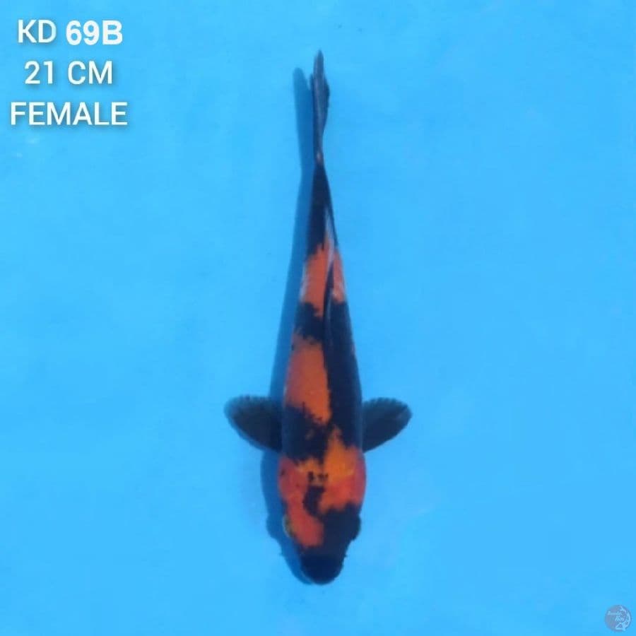 Hi Showa 21cm Female