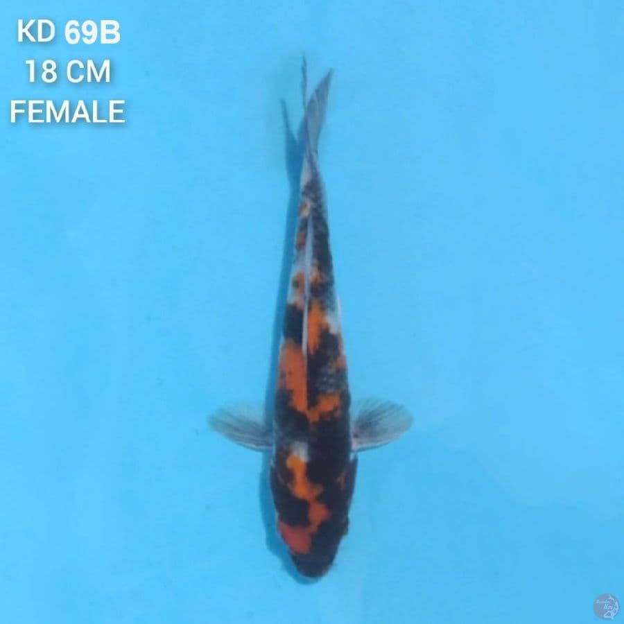 Showa 18cm Female