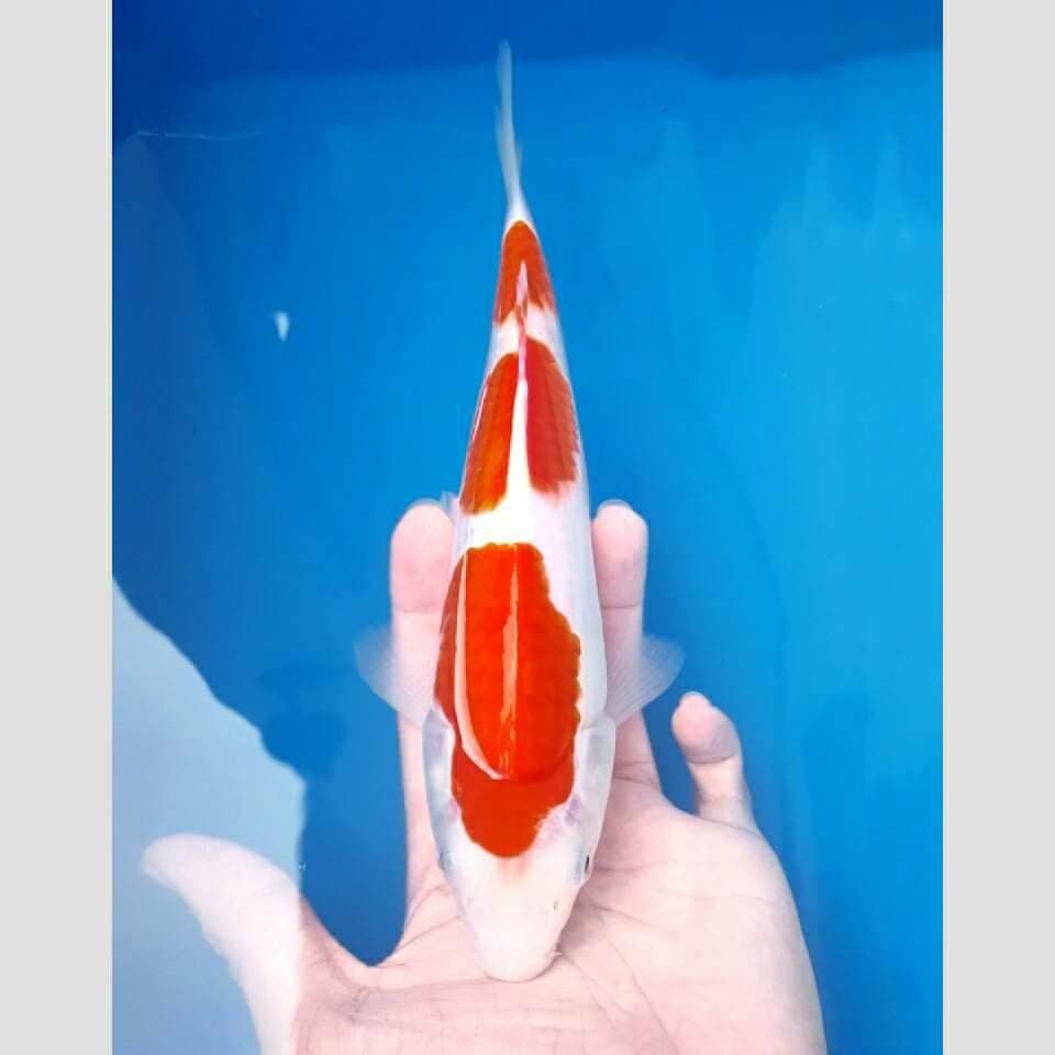 kohaku 3step kelas show 30bu