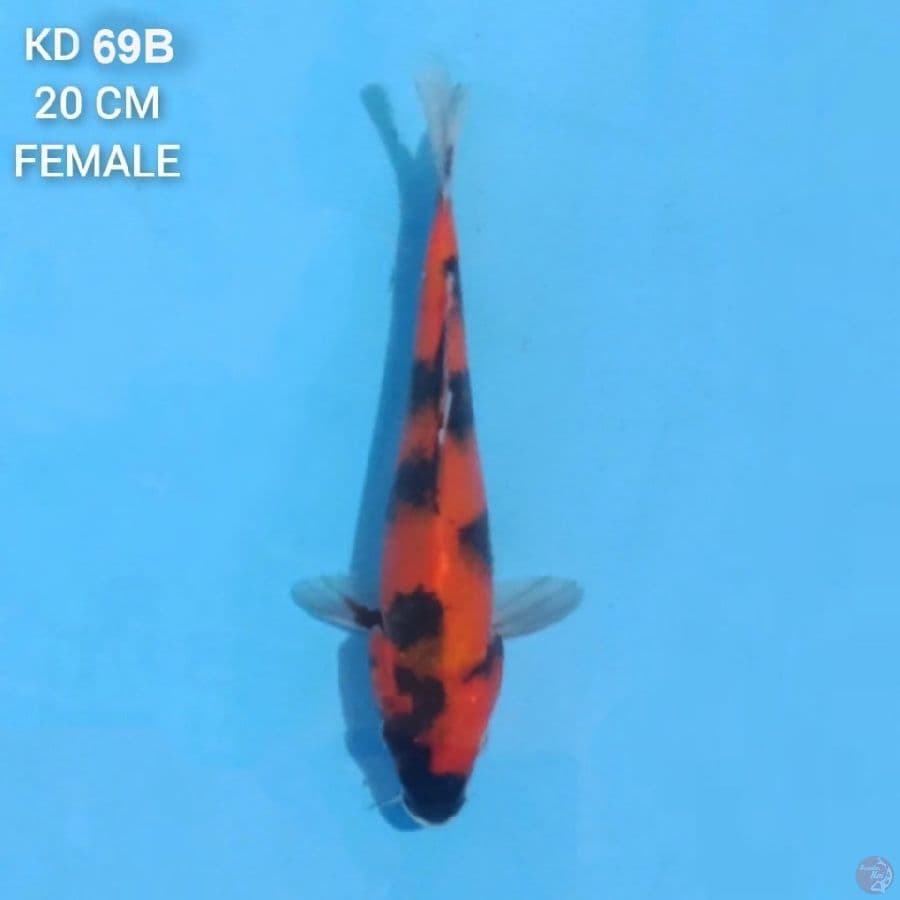 Showa 20cm Female