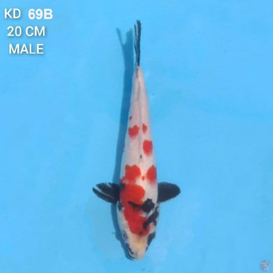 Kindai Showa 20cm Male