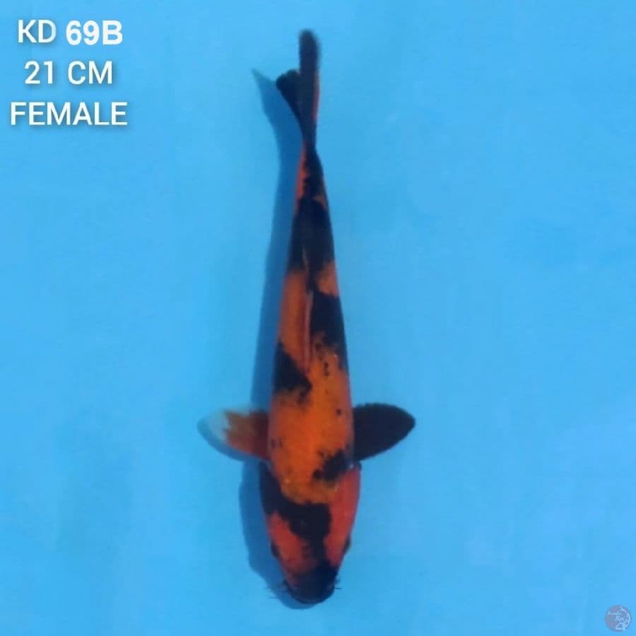 Hi Showa 21cm Female