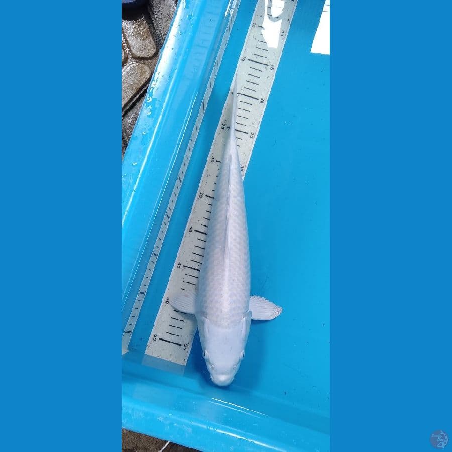 Platinum Ogon, Putih Salju 39cm (F)
