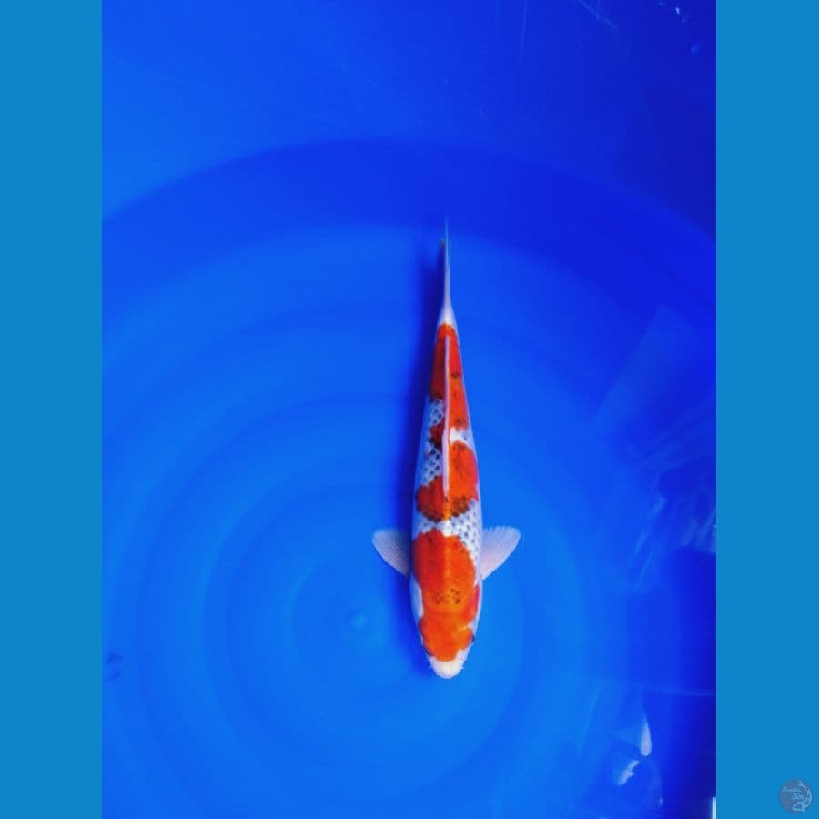 goshiki 39cm jantan