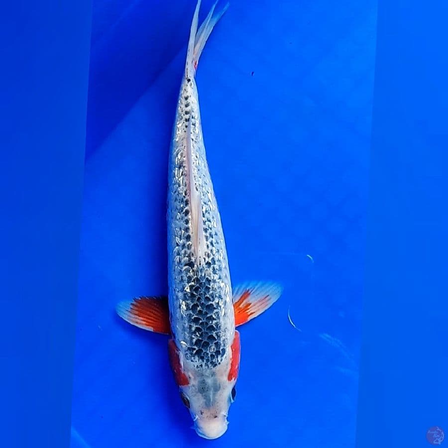 Asagi Ginrin 30cm Jantan