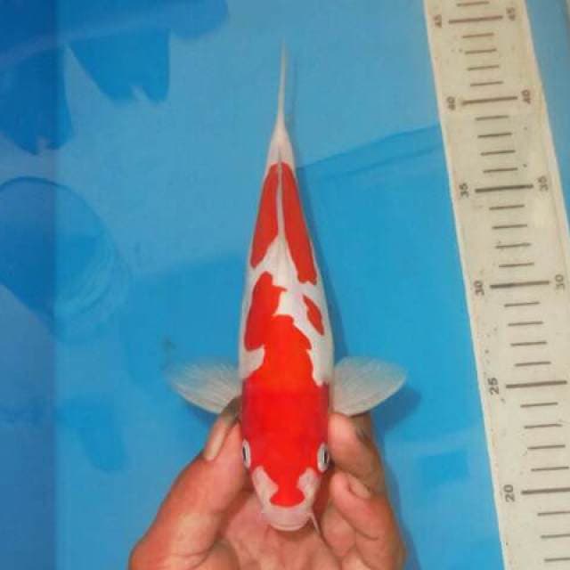 ABSTRAK KOHAKU