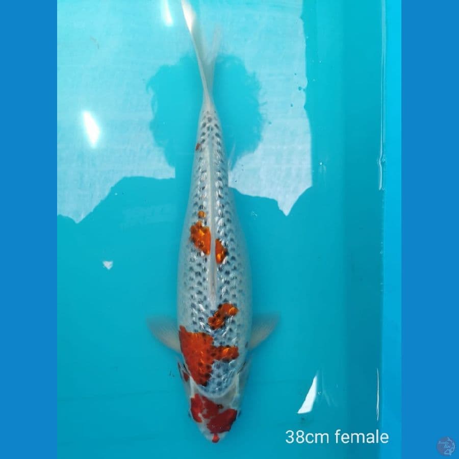Goshiki ginrin 38 cm