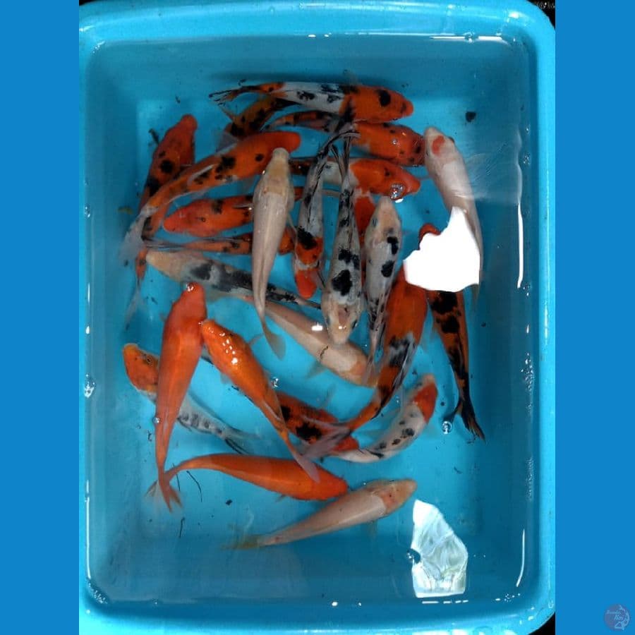 paket mix 25 ekor siap di besarkan size 15 -+