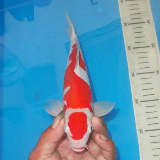 MARUTEN KOHAKU