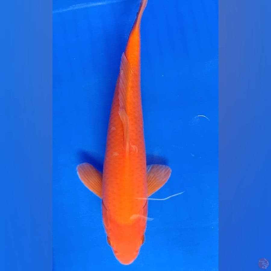 benigoi 30cm male