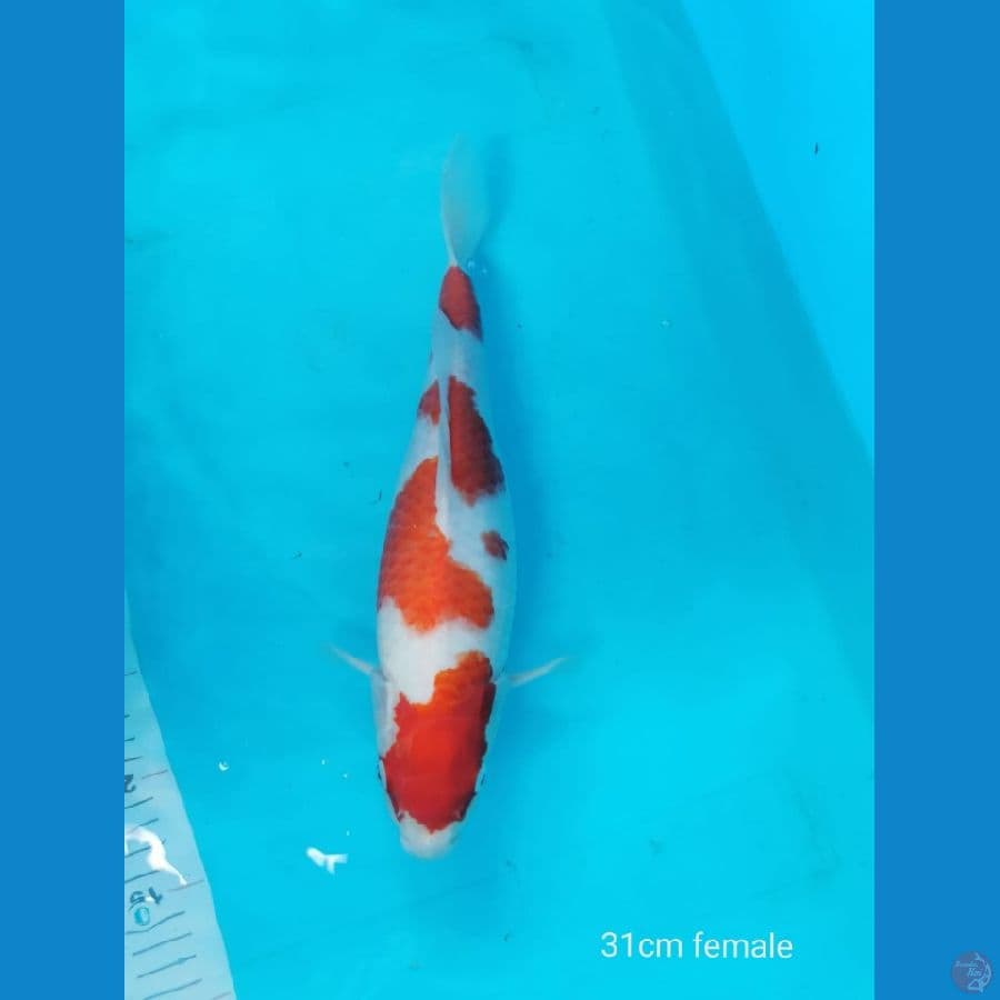 Kohaku 4 step 31 cm