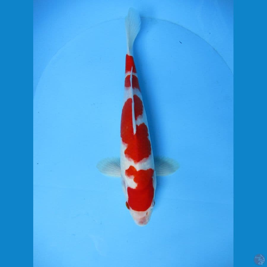 sandan kohaku