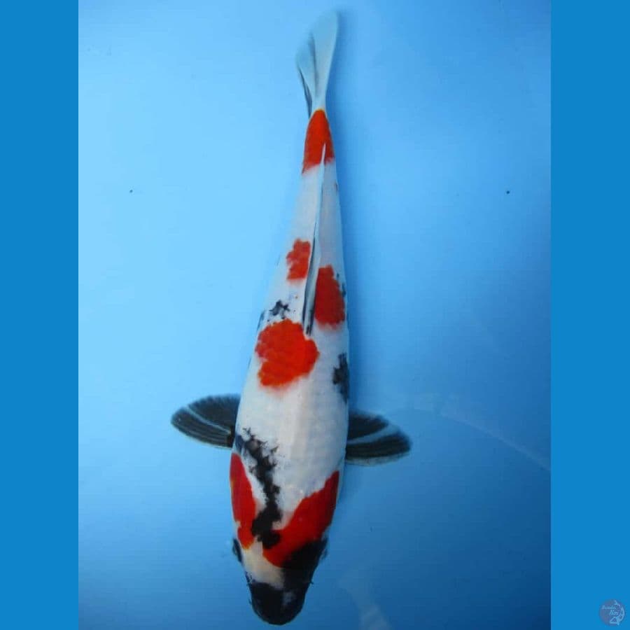 MKC KOI GRUB
