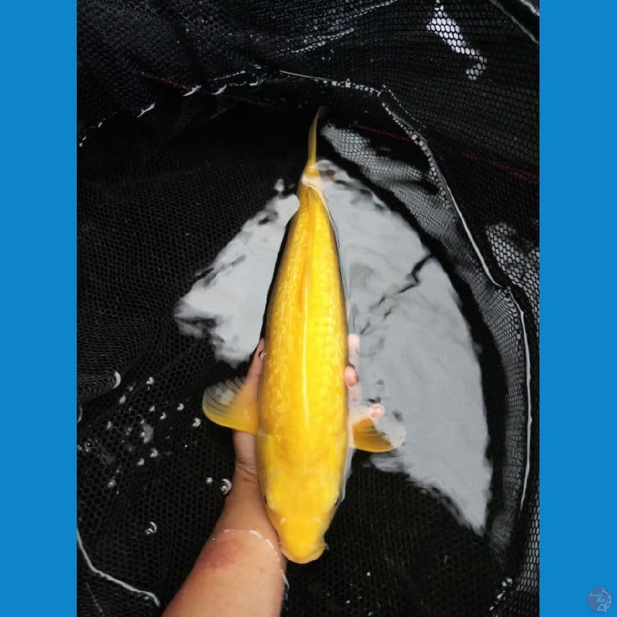 karashi 45 cm mata merah munuk