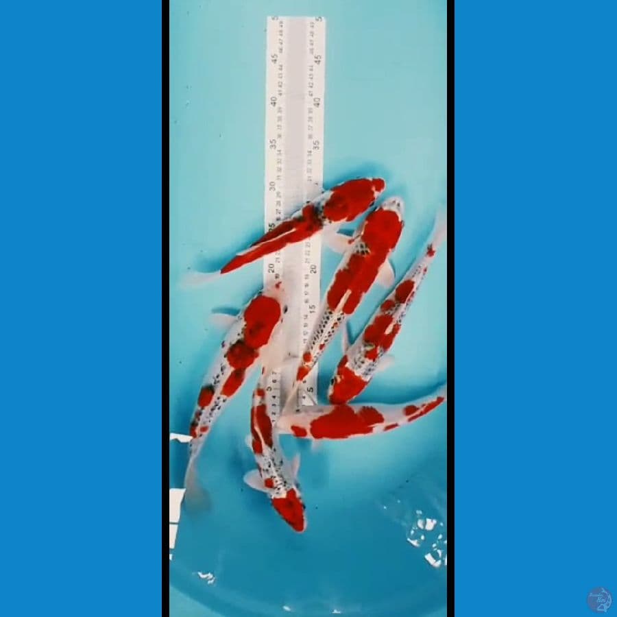 mix 6ekor kujaku gosiki kohaku 24 27 31cm