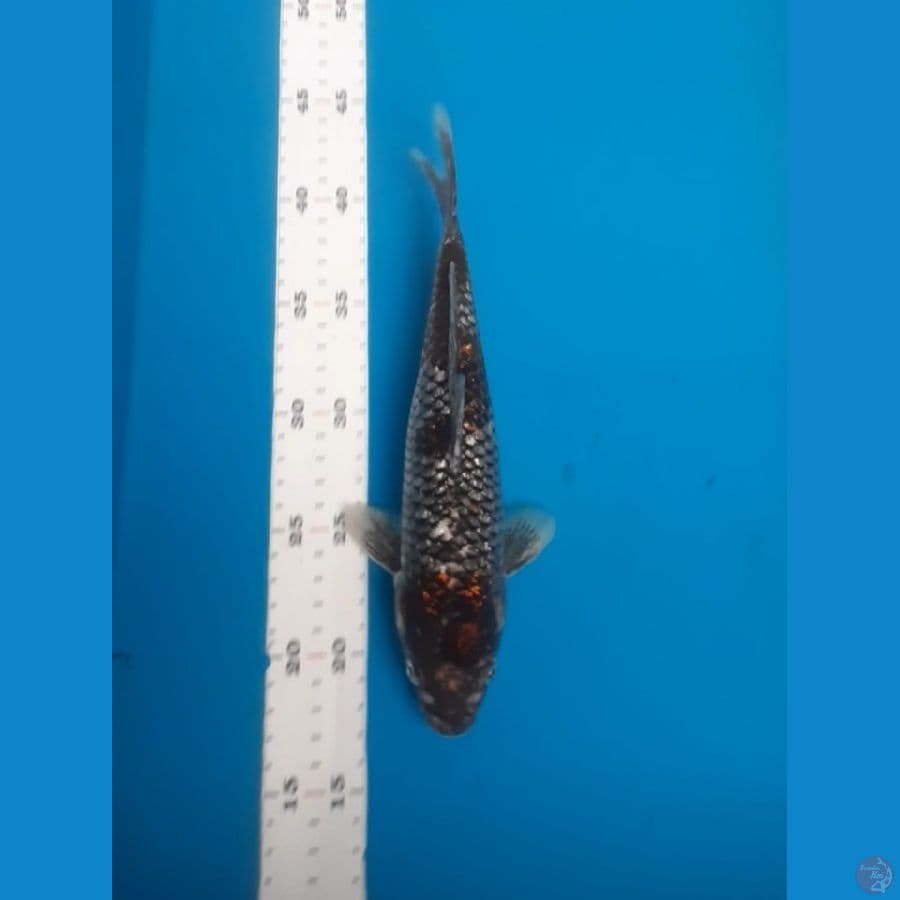 matsukawabake 25cm