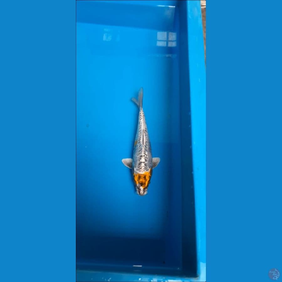 kikokuryu 25cm