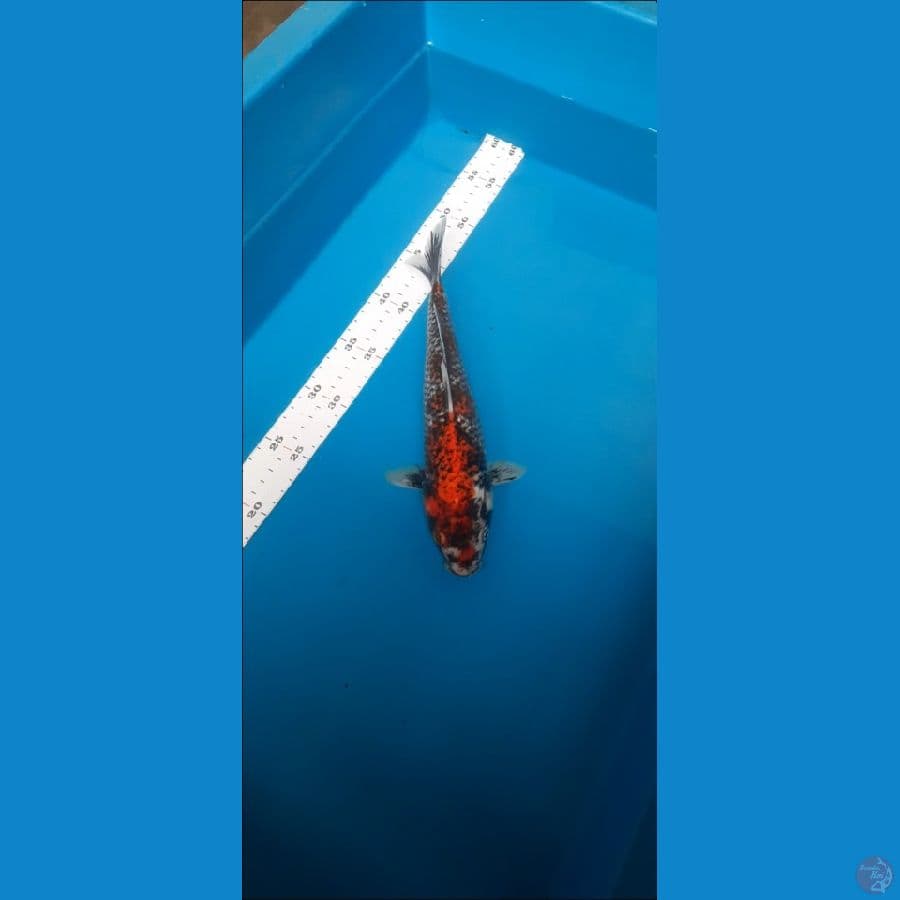 matsukawabake 26cm