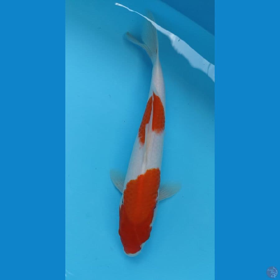 kohaku 32cm