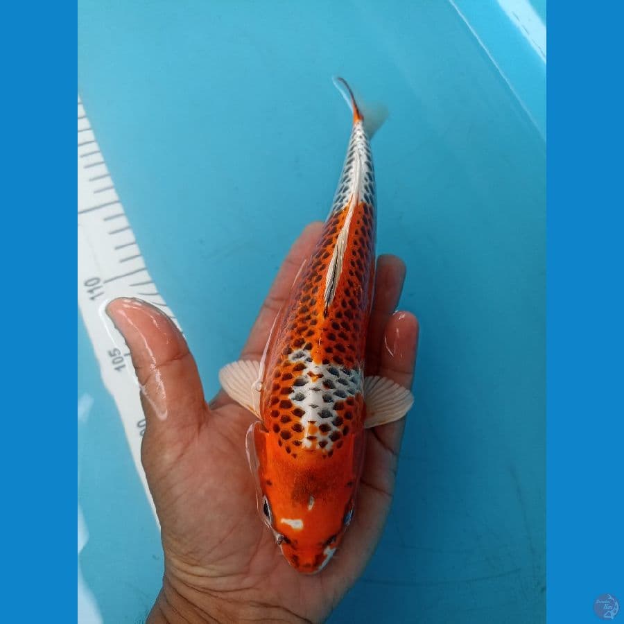 kojaku 25cm
