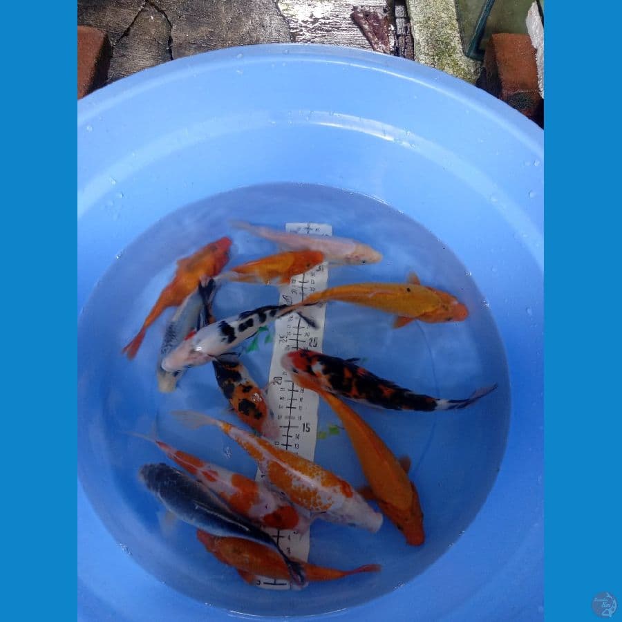 mix koi