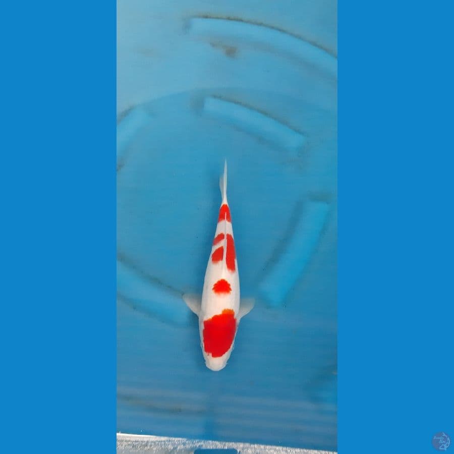 kohaku spesiall