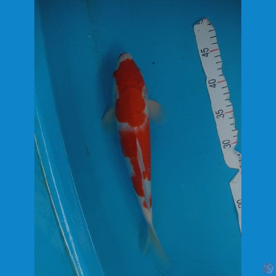 Kohaku original red strong