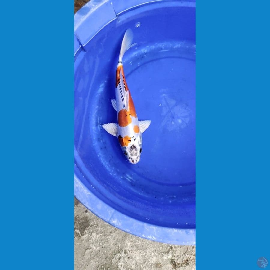 kiko 34cm