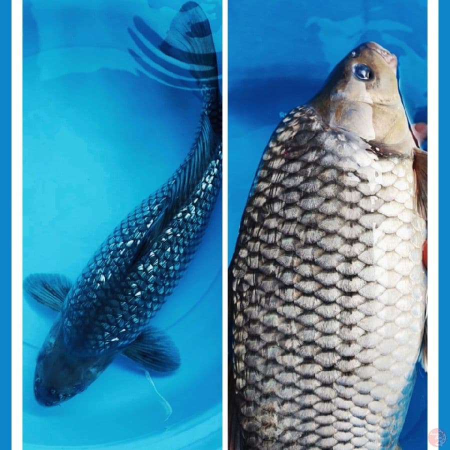 black soragoi punuk 35bu