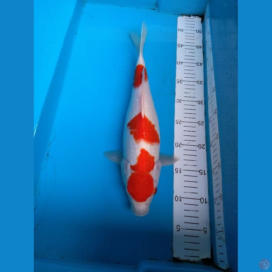 Kohaku ,,, 39cm./female