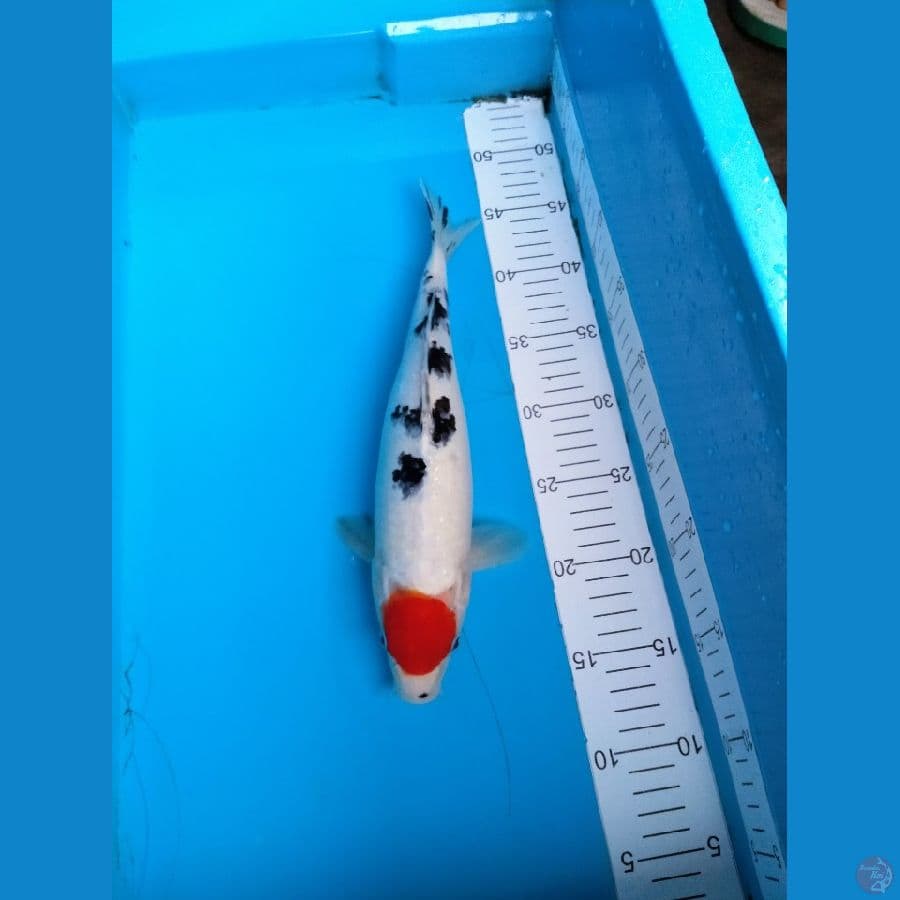Tc. Sanke.. 32cm//female