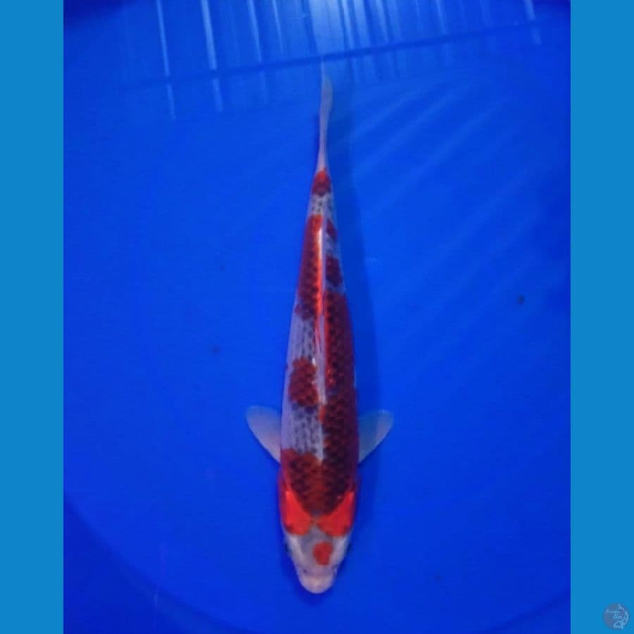 goshiki 27 cm