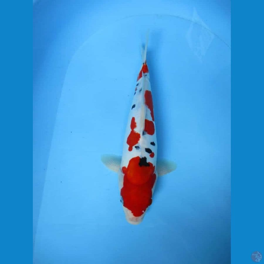 MKC KOI GRUB