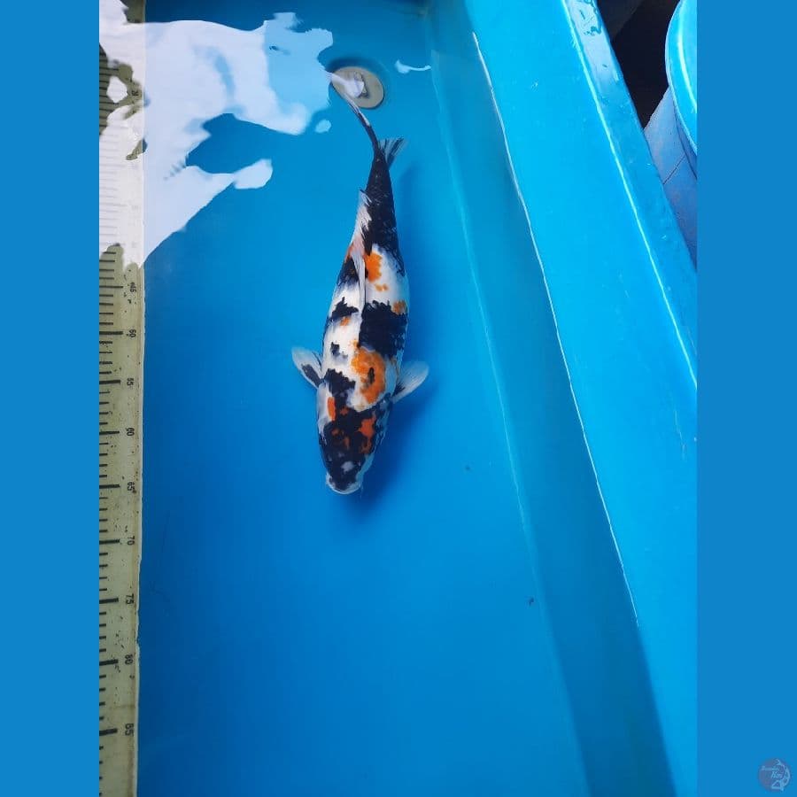 46cm Showa female