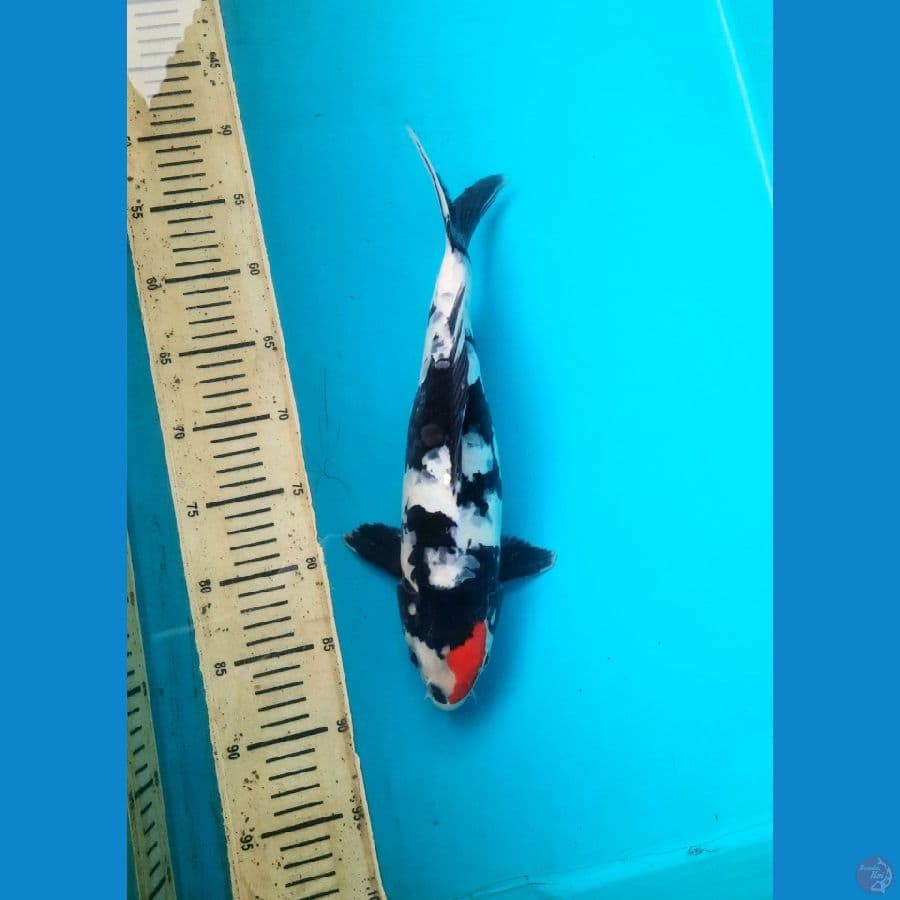36cm Aragoke Tancho showa /F