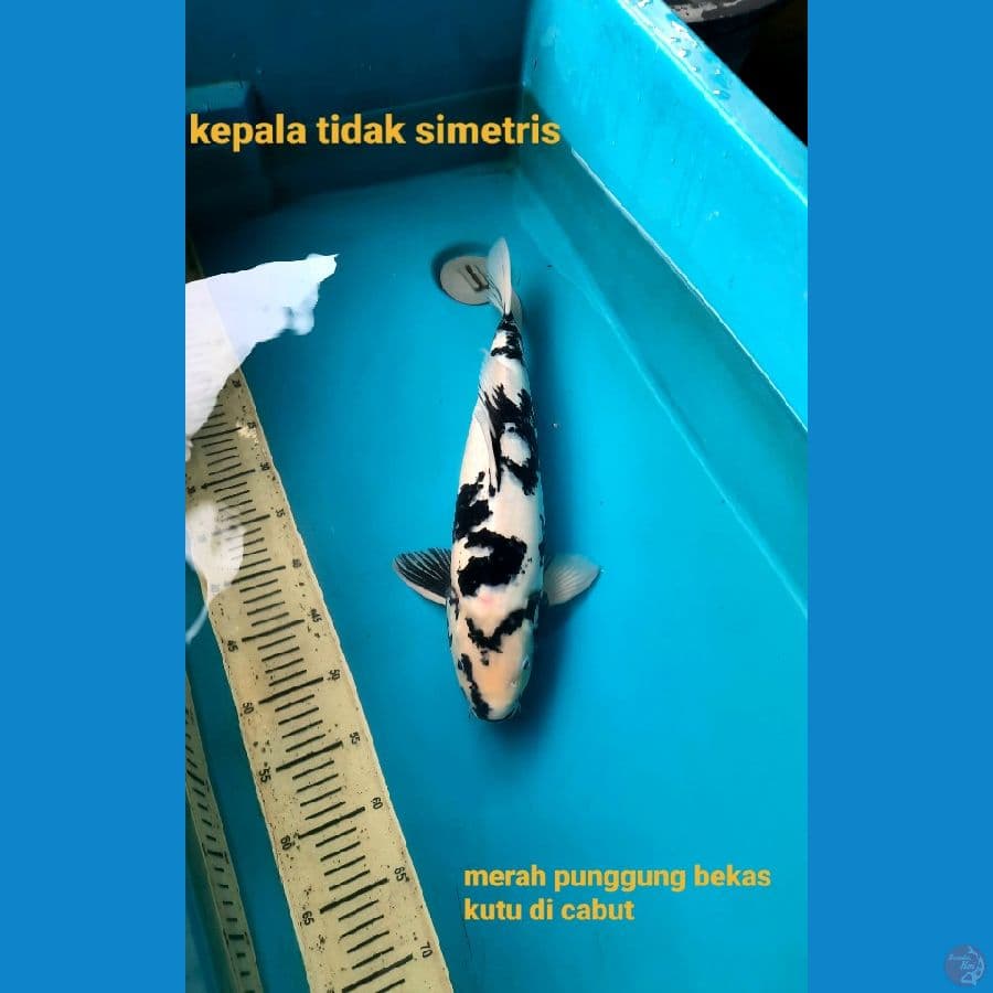46cm Shiro utsuri Male