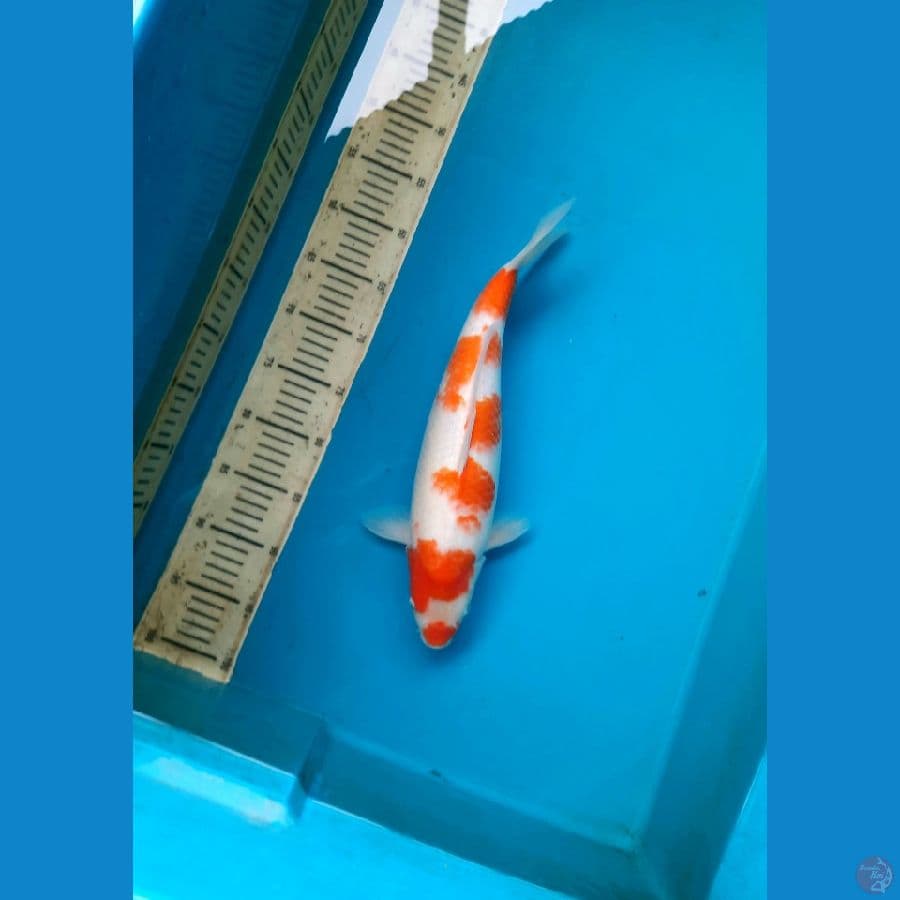 39cm Kohaku Female