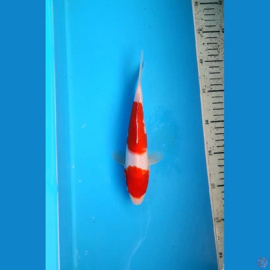 nidan kohaku 22cm