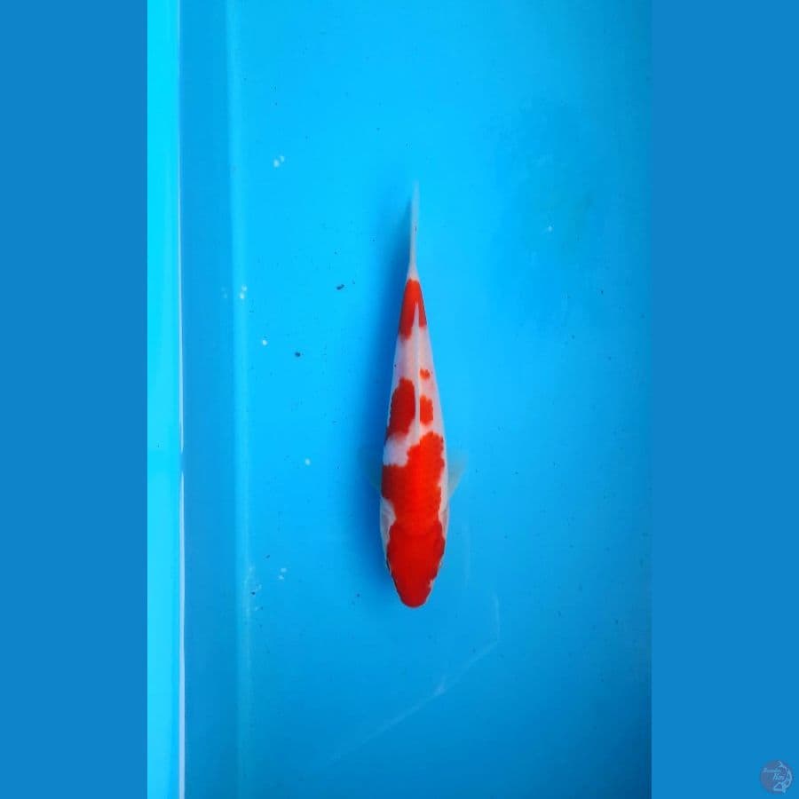 Kohaku 18cm