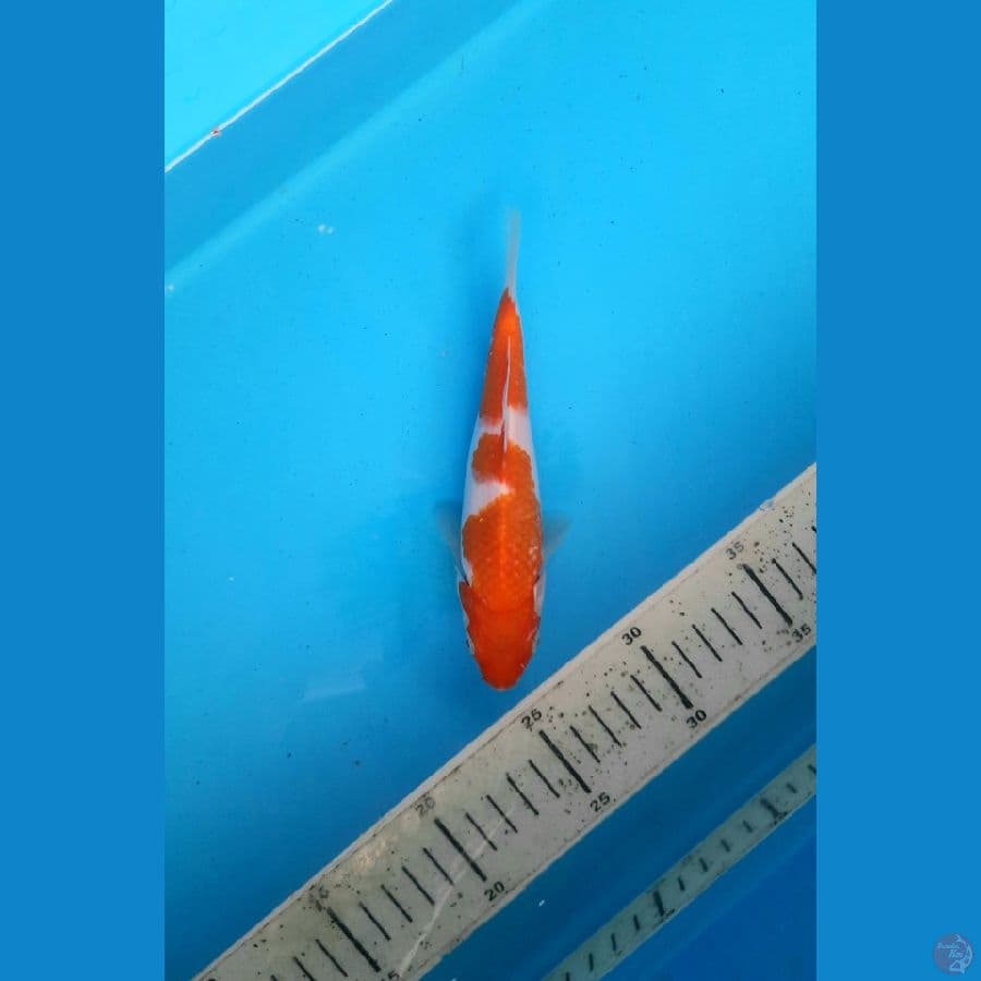 ai koromo 17cm