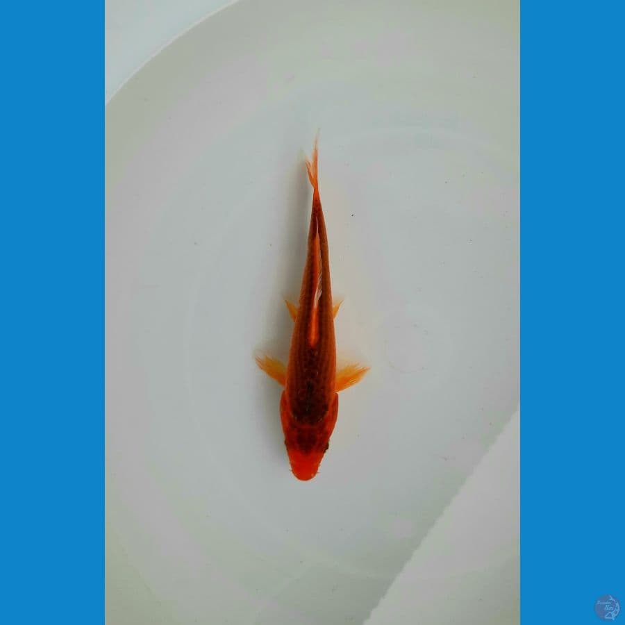 DN Hi asagi 15cm