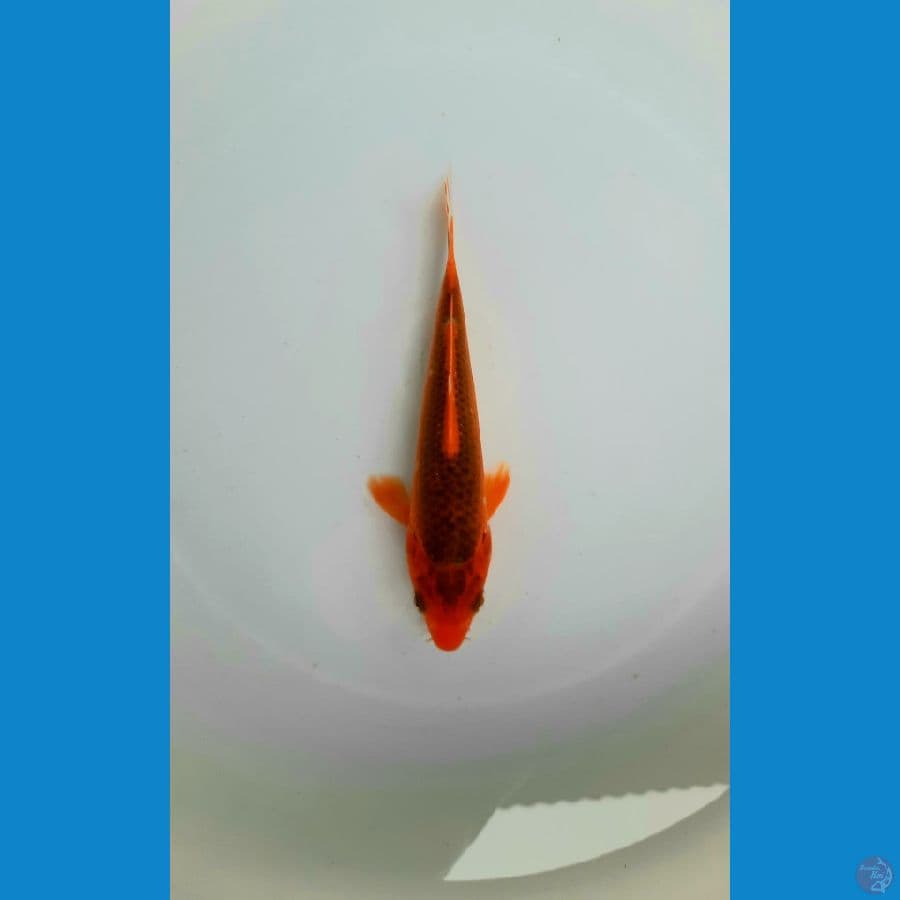 Hi asagi 15cm