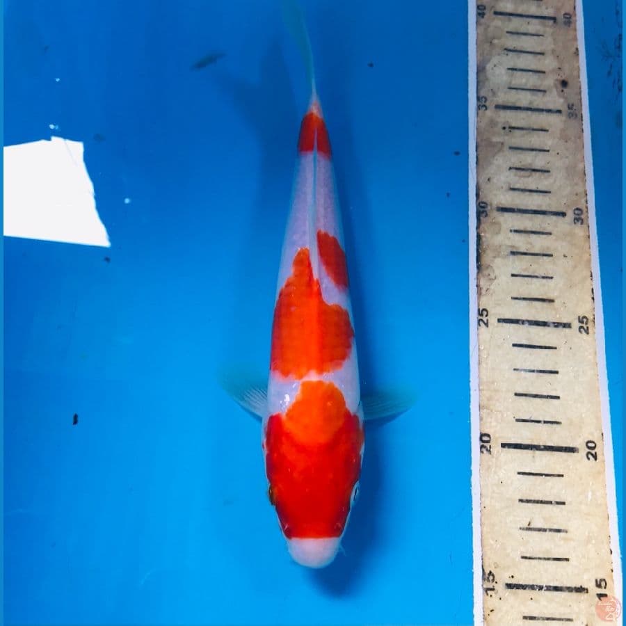 kohaku, 23 cm