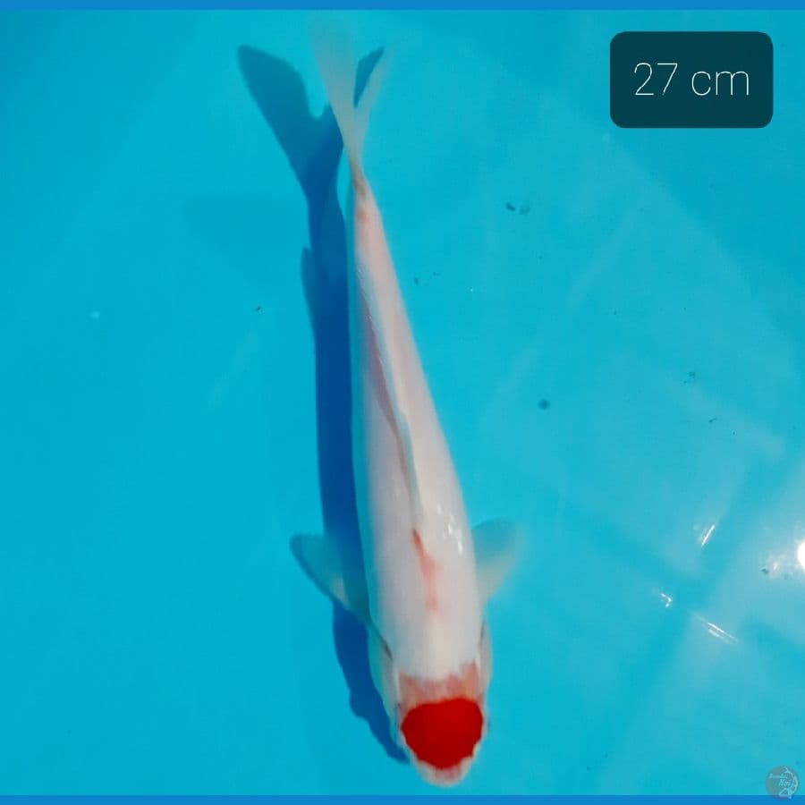 tancho kohaku 27 cm